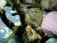 cats