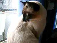 cats