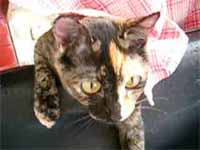 cats