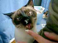 cats