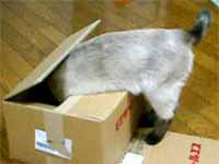 cats