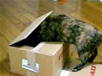 cats