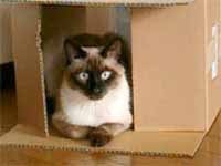 cats