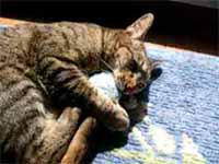 cats