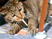cats