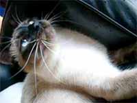 cats