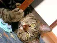 cats