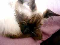 cats