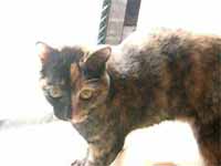 cats