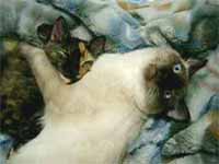 cats