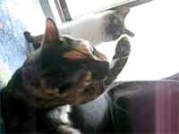 cats