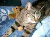 cats