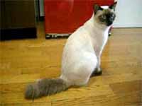 cats