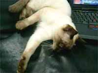 cats