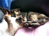 cats