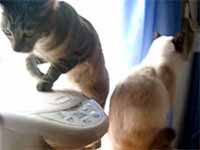 cats