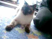 cats