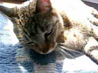 cats