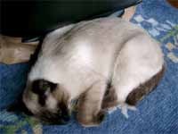 cats