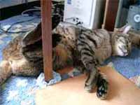 cats