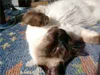 cats