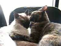 cats