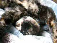 cats
