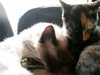 cats