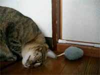 cats
