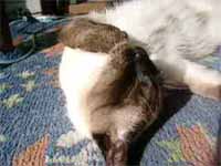 cats