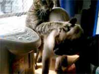 cats