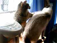 cats