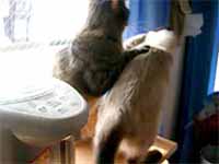 cats