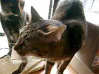 cats