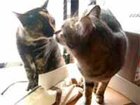 cats