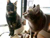 cats