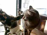 cats