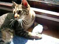 cats