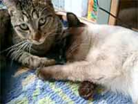 cats