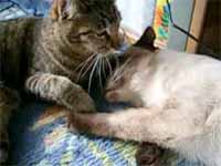 cats