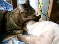 cats
