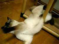 cats
