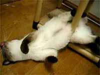 cats