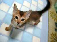 cats
