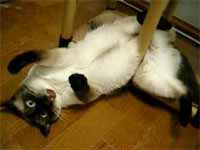 cats