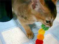 cats
