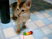 cats