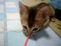 cats
