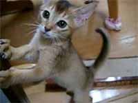 cats