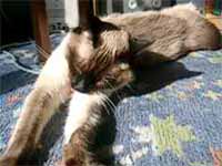cats